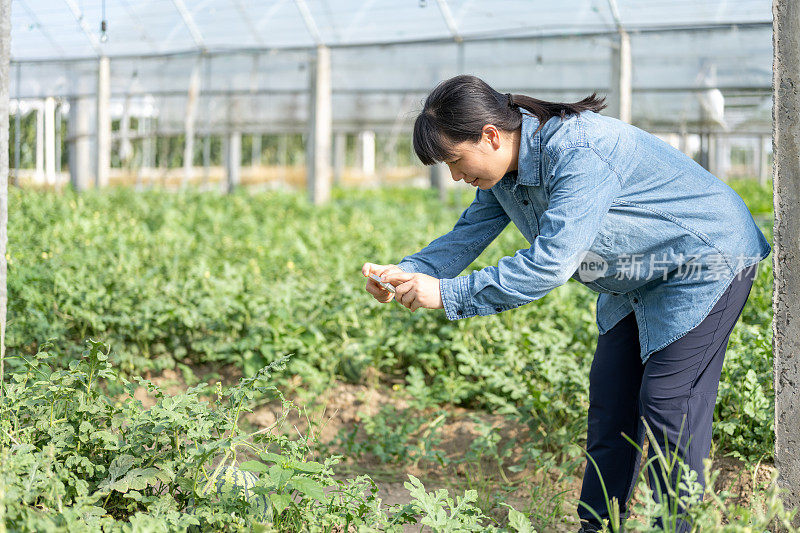 一位女农民在西瓜种植温室里用手机工作