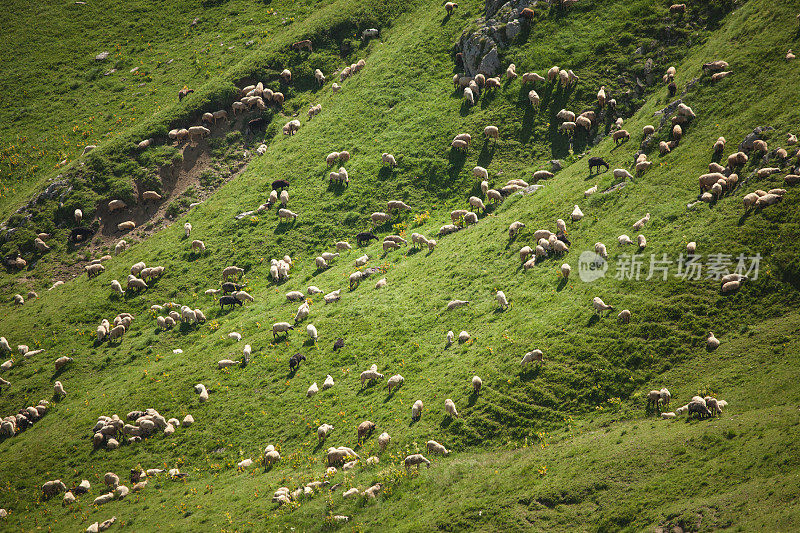 夏季在高山牧场放养羊