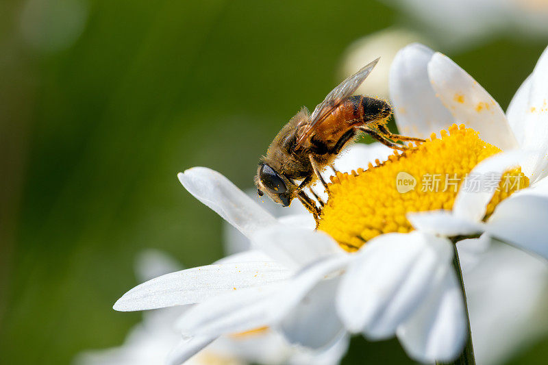 一朵被花粉覆盖的雏菊上的蜜蜂