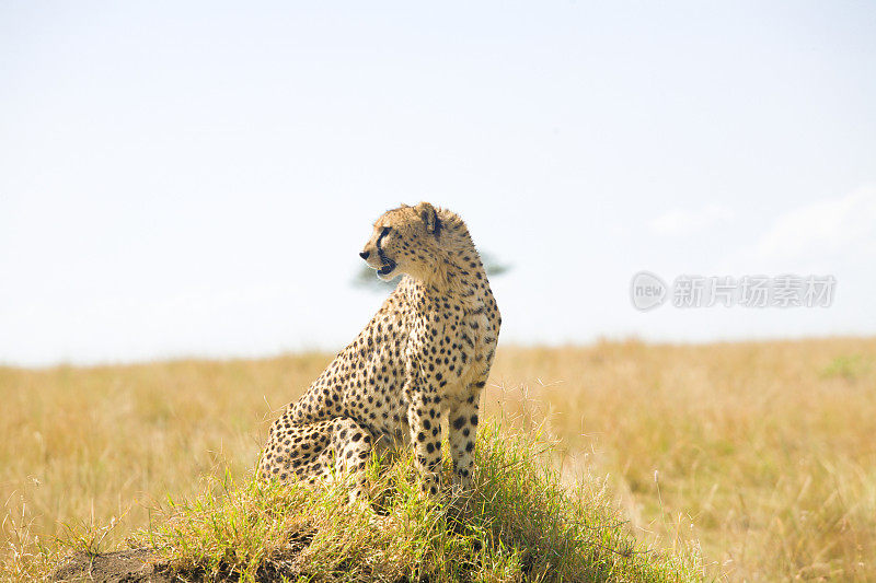 白蚁丘上的非洲猎豹