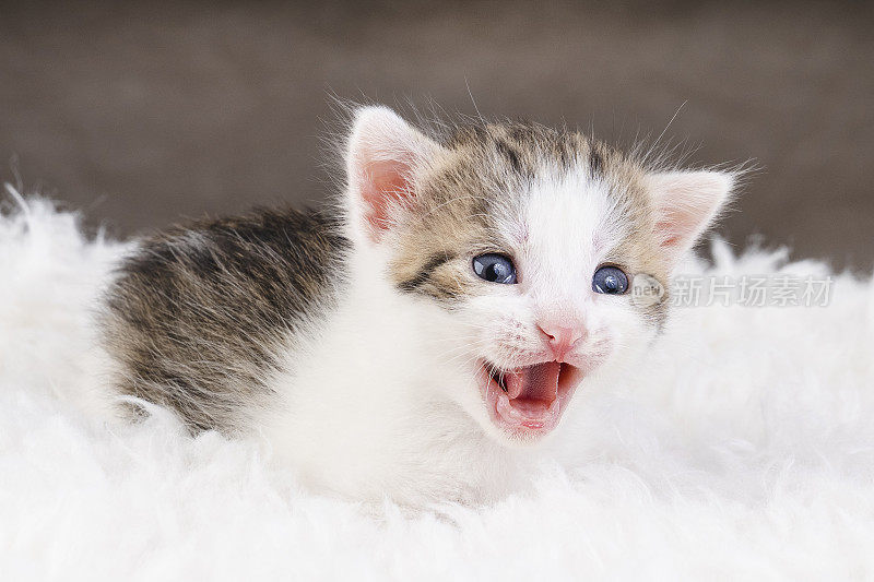 漂亮的猫在棕色背景上摆姿势。有趣的宠物游戏。小猫坐在猫咪家软猫的架子上。猫的健康问题。有趣和具有挑战性的宠物。宠物健康保险。照顾你的猫。