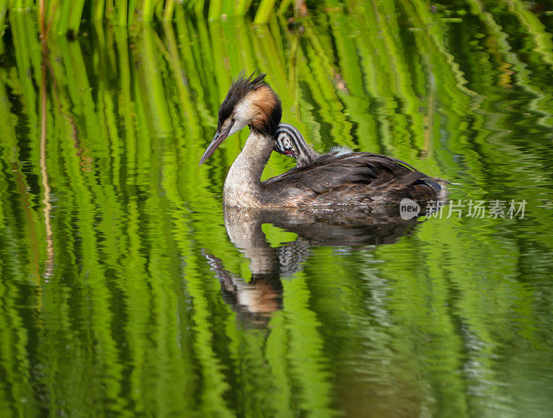 带着小鸡的大凤头grebe，挪威奥斯陆