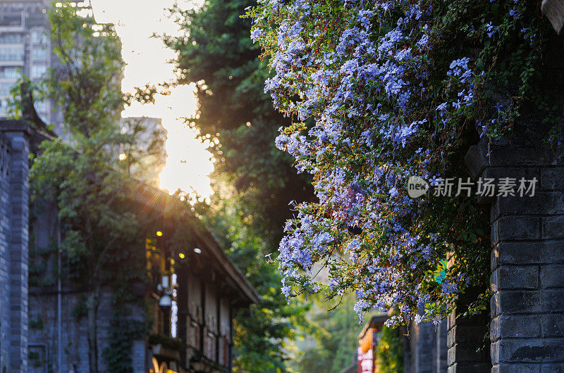 复古巷子里的阳光和鲜花