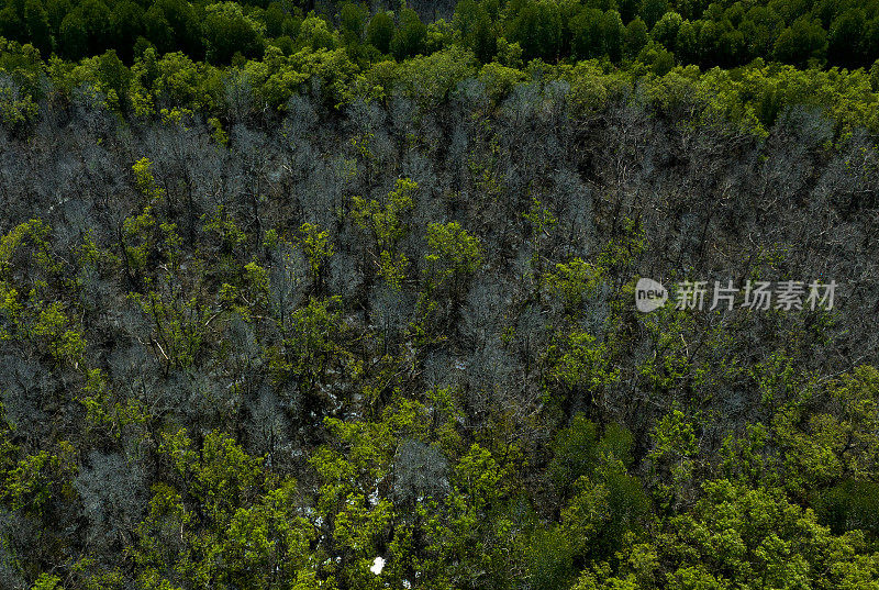 摘要航拍的红树林与生活和死树之间的对比色，坚江省