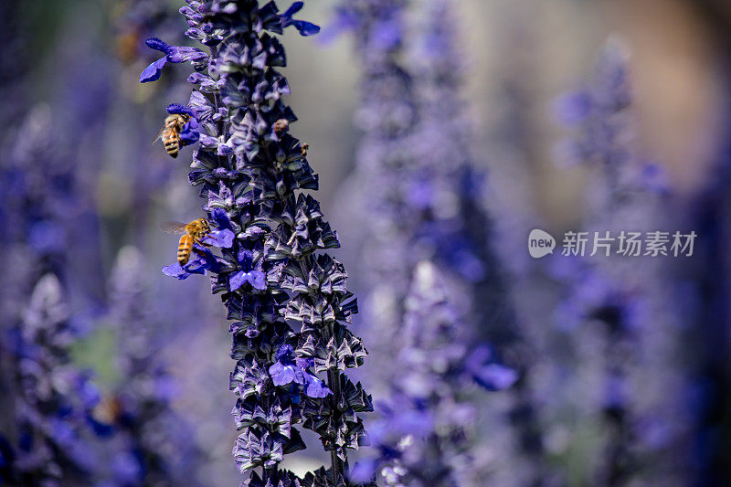 温尼伯的自然美:蜜蜂在薰衣草上的特写