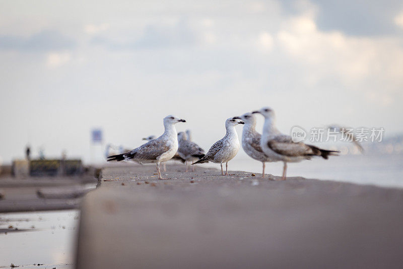 一群海鸥。