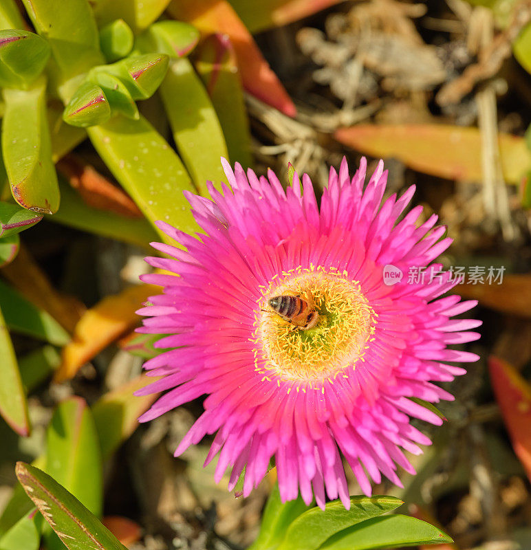 霍屯督无花果-也被称为霍屯督无花果，冰植物，公路冰植物，猪脸，酸无花果