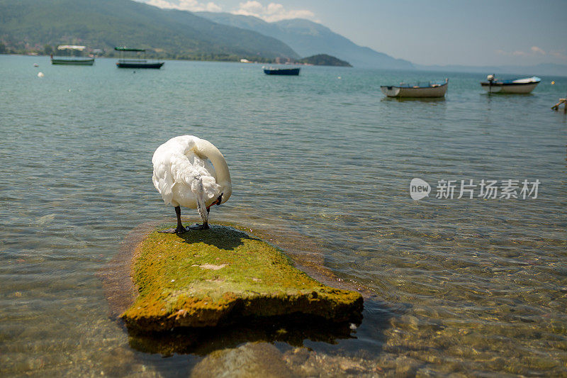 白天鹅在湖边清理羽毛