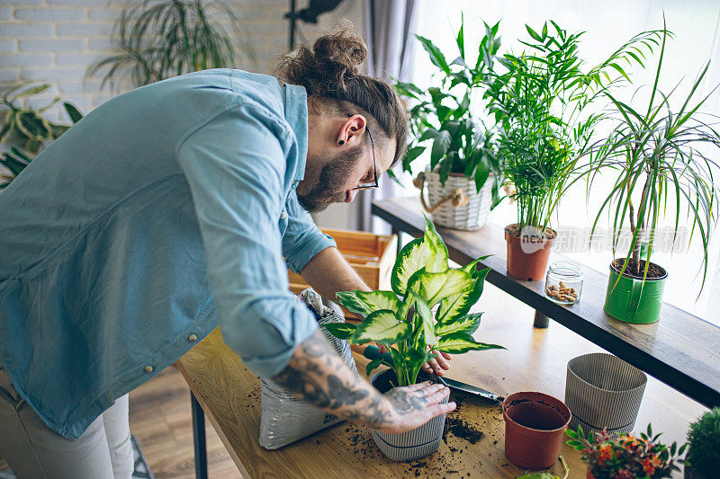 一名男子正在自家花园里盆栽一种新的室内植物