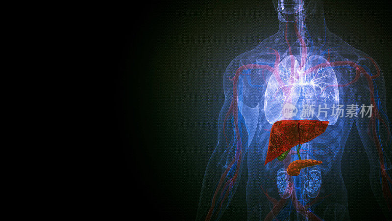 人体肝脏解剖学。