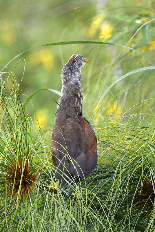 Rufous-bellied鹭