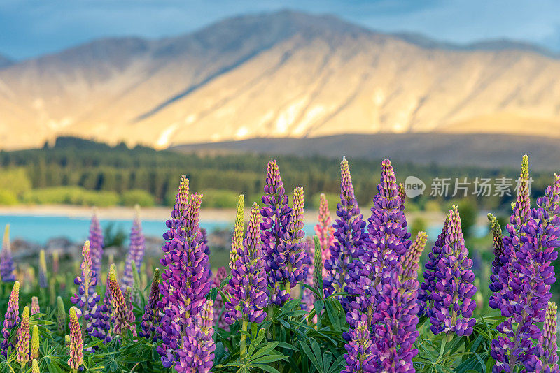 蒂卡波湖边的卢平湖