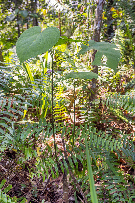 热带雨林中生长的一种小植物的大叶子