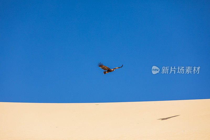 金鹰在沙漠沙丘上盘旋，湛蓝的天空衬托着它