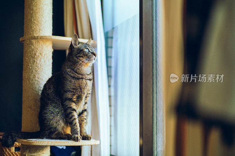 猫望着窗外