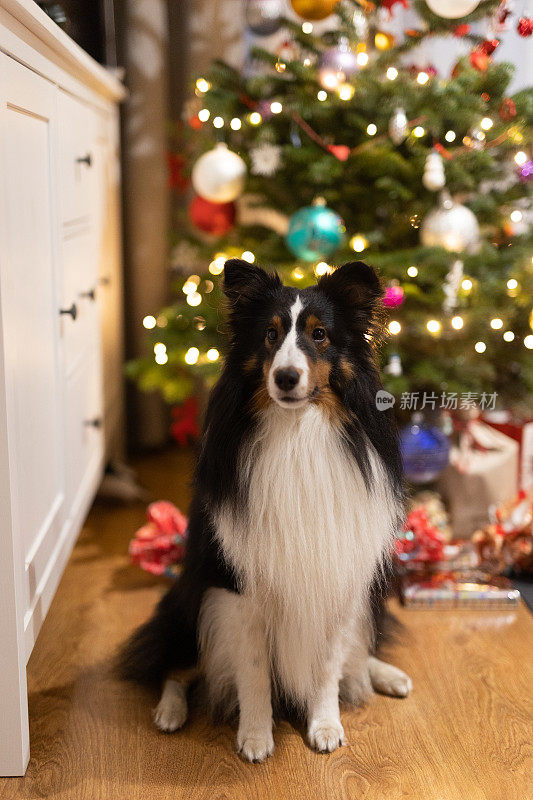 雪蒂牧羊犬对着圣诞树