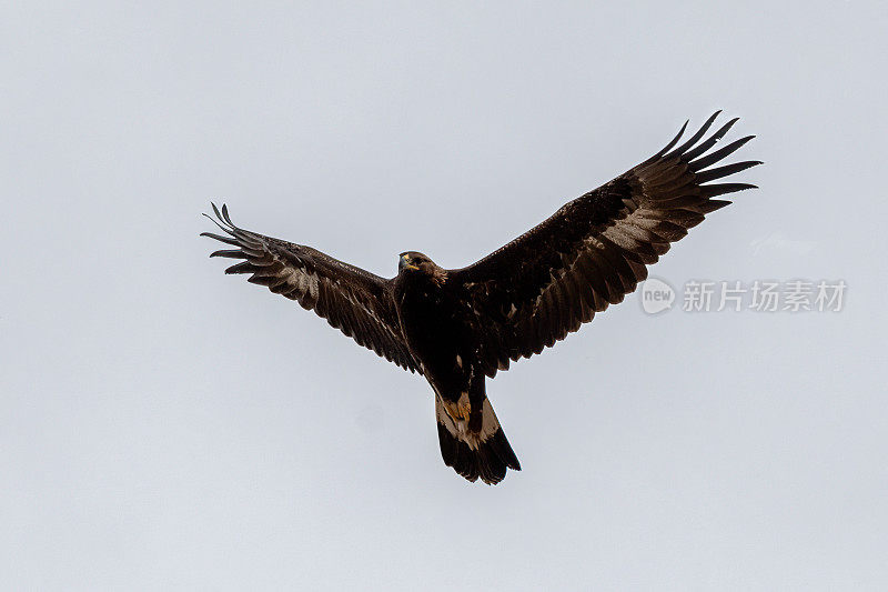 在美国西部蒙大拿中部的草原上，金鹰飞过头顶