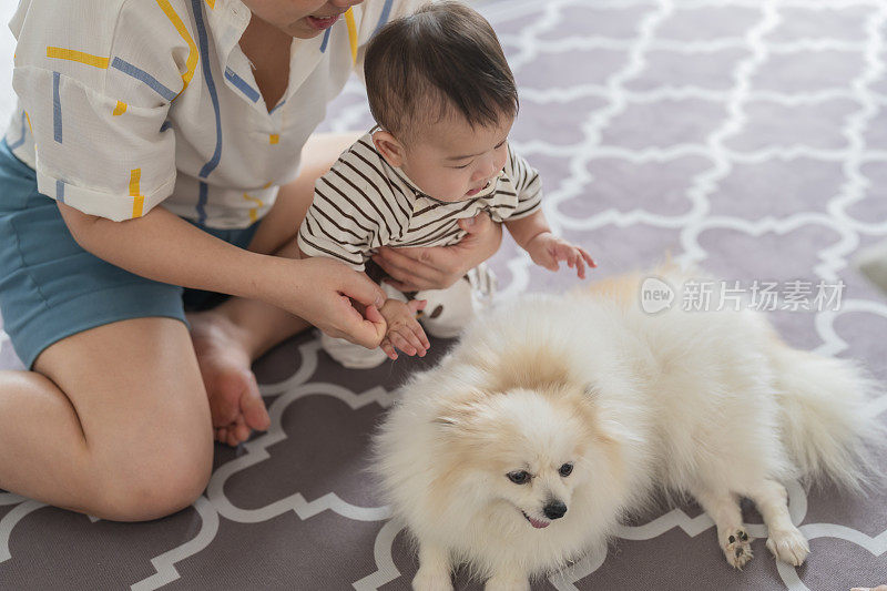 可爱的亚洲家庭可爱的小男孩爬和他的狗在客厅里玩可爱的孩子男孩玩和爱抚他的波美拉尼亚狗朋友在家里