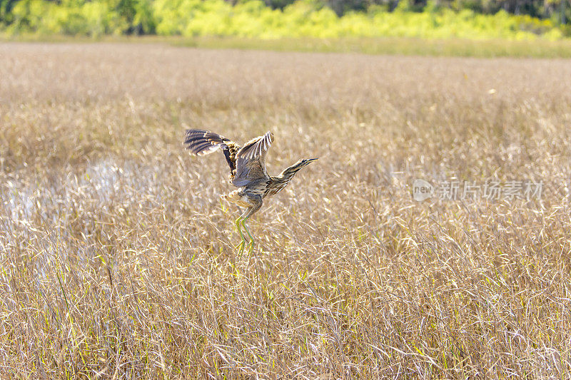 冬天湿地草丛中，从藏身之处飞出的卤鸟