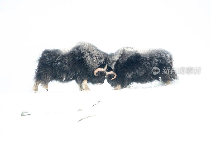在一个非常寒冷的冬季环境中，两只雄性麝牛在挪威奥普达尔的多夫菲尔国家公园的山上打架