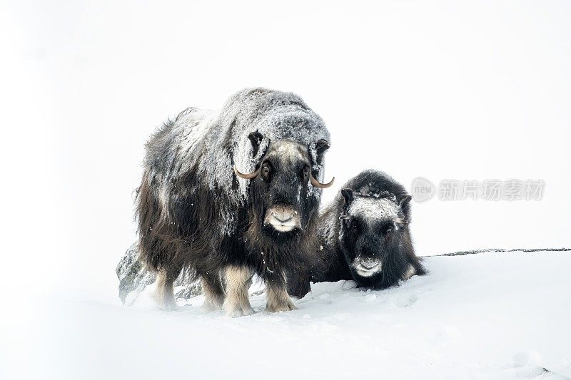 两只麝牛在一个非常寒冷的冬季环境中，在挪威奥普达尔的多夫菲尔国家公园的山上