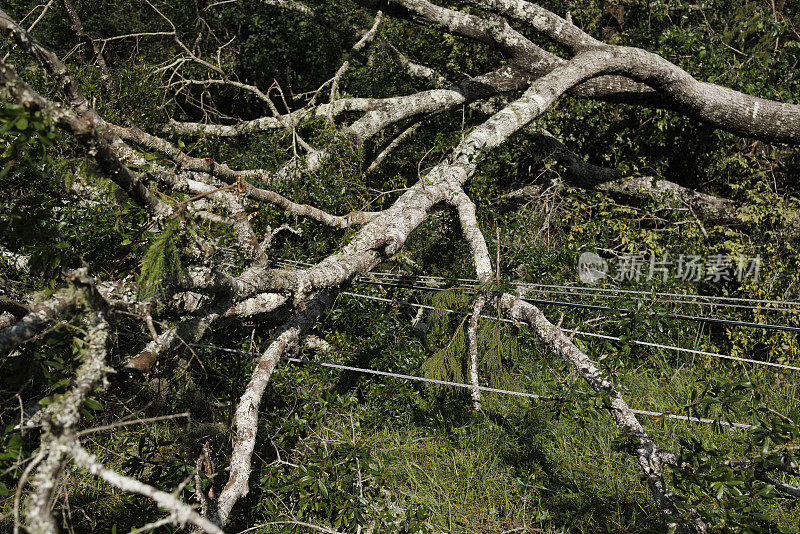 在北佛罗里达高速公路上，电线电缆被倒下的树木和碎片损坏。近距离
