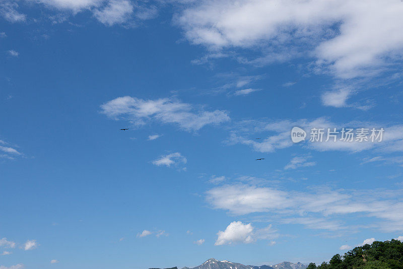三只秃鹫在蓝天上飞翔。