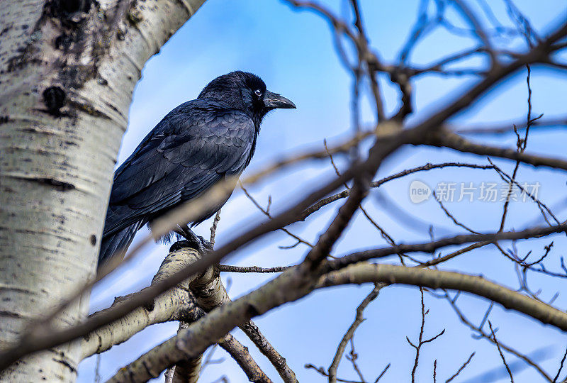 栖息在树上的美洲乌鸦(短颈鸦属)