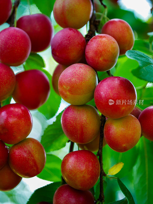 树上的樱桃李子特写，展示了它们鲜艳的红色。理想的内容有关健康饮食和营养。