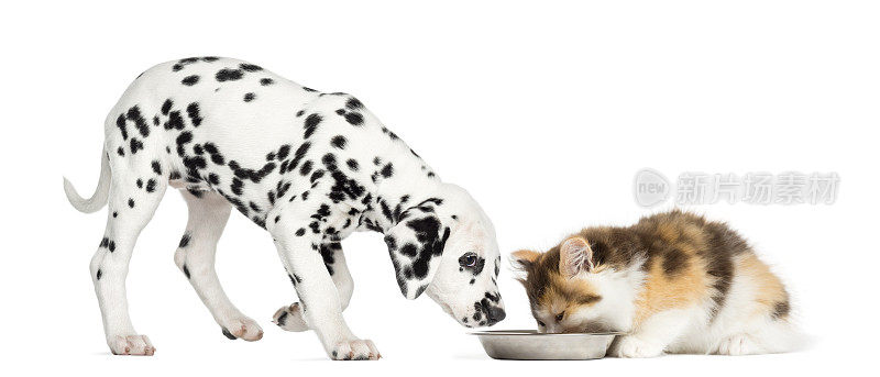 海格兰直猫和斑点狗在吃碗里的东西