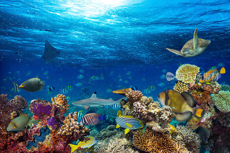 水下珊瑚礁景观