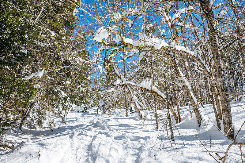 冬季景观与雪和树