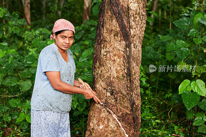 斯里兰卡，一名妇女在橡胶树上收集乳胶