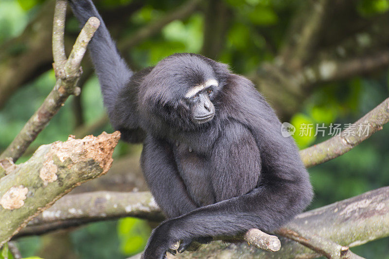 野生猴子，黑Siamang，长臂猿