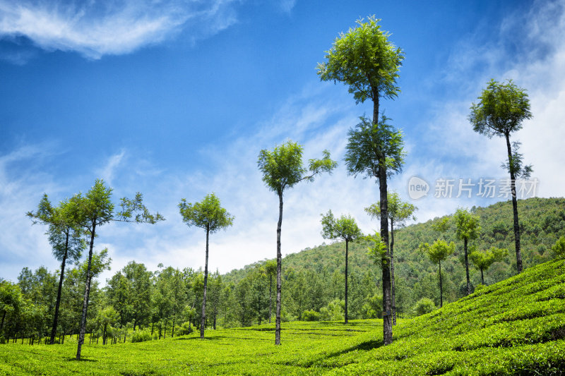 印度穆纳尔的茶园景观