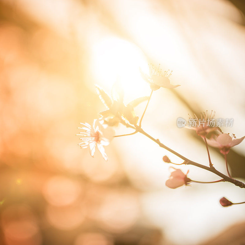 梅花枝