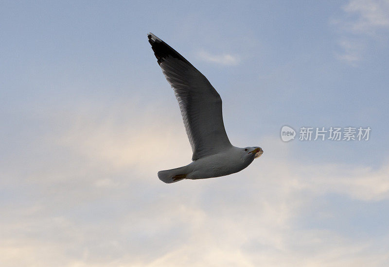 白色的海鸥在蓝天中飞翔