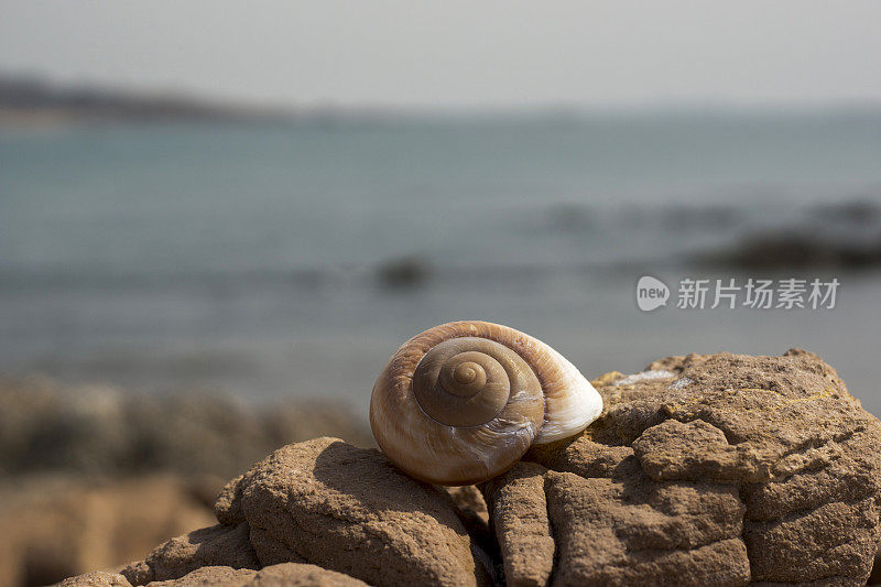 海滩上的海螺