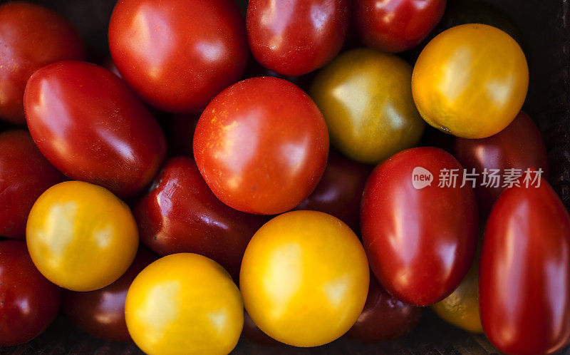 有机稀有品种西红柿