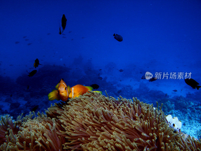 海葵中的小丑鱼