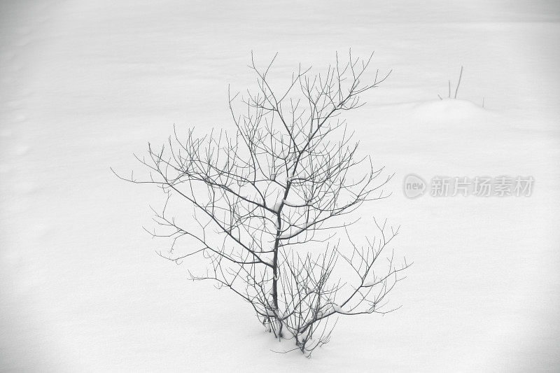 小光秃秃的树在雪-明尼苏达的冬天