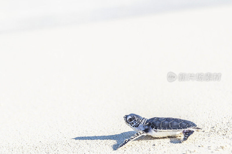 刚出生的海龟抵达大海。自由的概念。