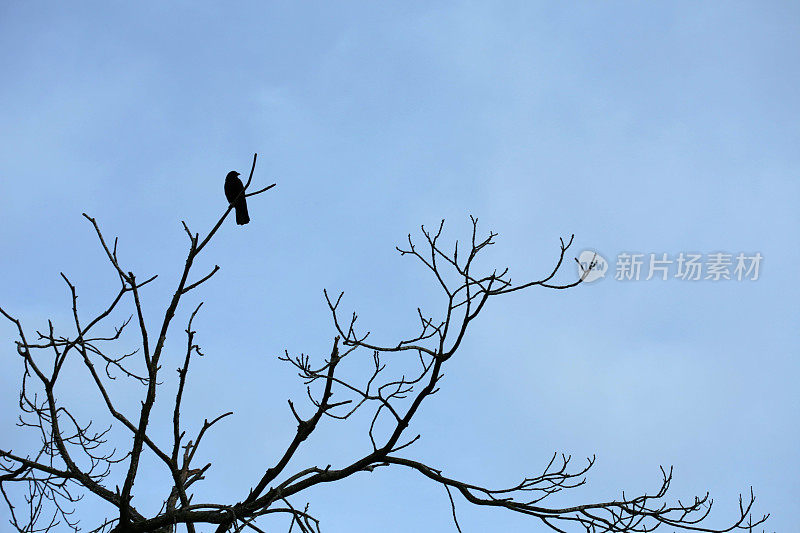 乌鸦栖息在光秃秃的树枝上，加拿大不列颠哥伦比亚省，冬天