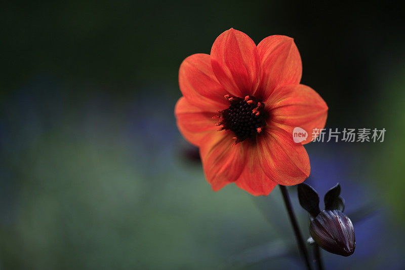 单花花橙色大丽花微距特写