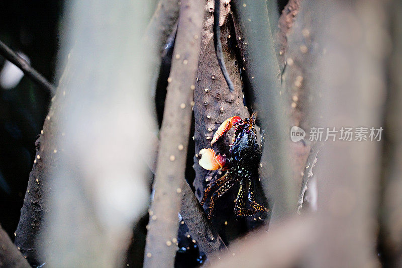 红树林里的螃蟹