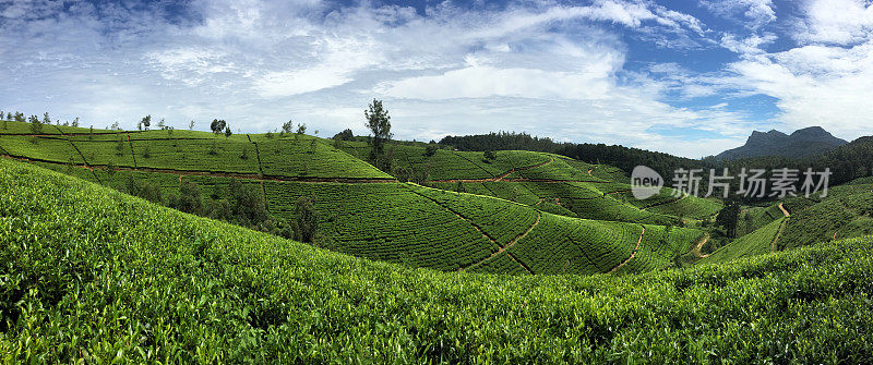 斯里兰卡的茶园