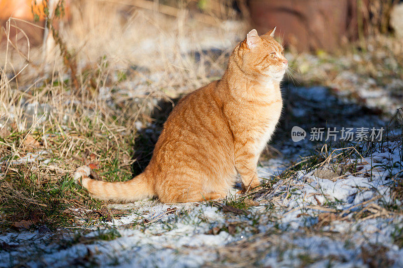 红头发的猫