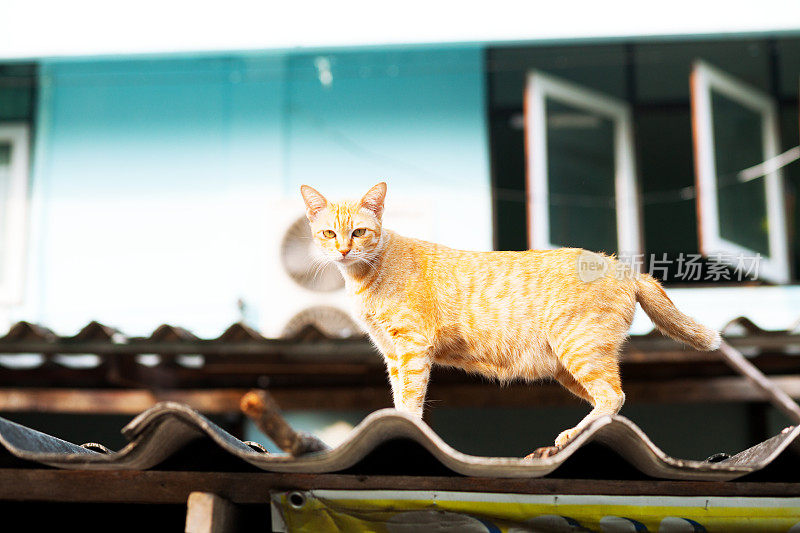 看屋顶上的猫