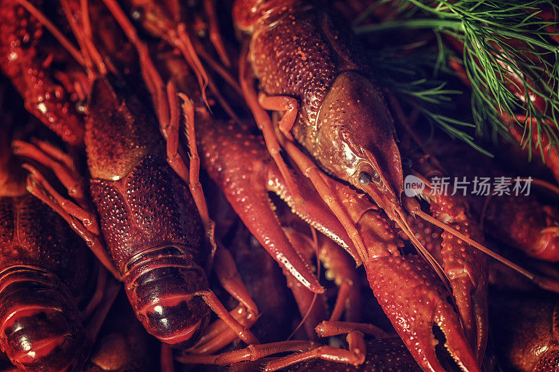 新鲜小茴香煮红螯虾