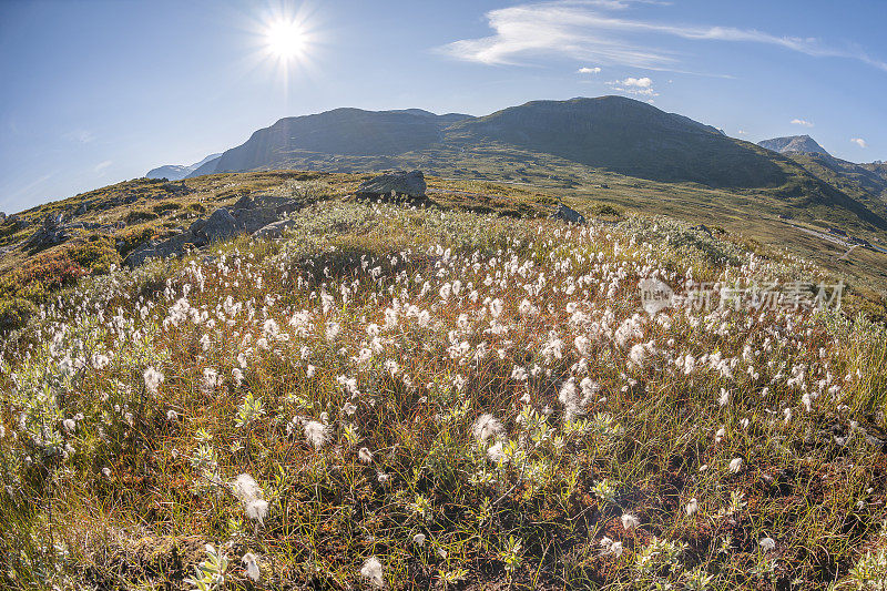 挪威Jotunheimen国家公园的棉花草和山脉